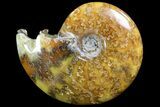 Polished, Agatized Ammonite (Cleoniceras) - Madagascar #73252-1